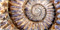 Fossil Collectors Video